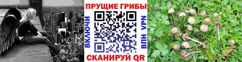 Галлюциногенные грибы Psilocybe  где найти наркотики  Туапсе 